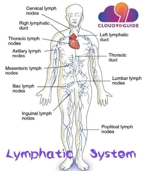 Guided Lymphatic Drainage Massage